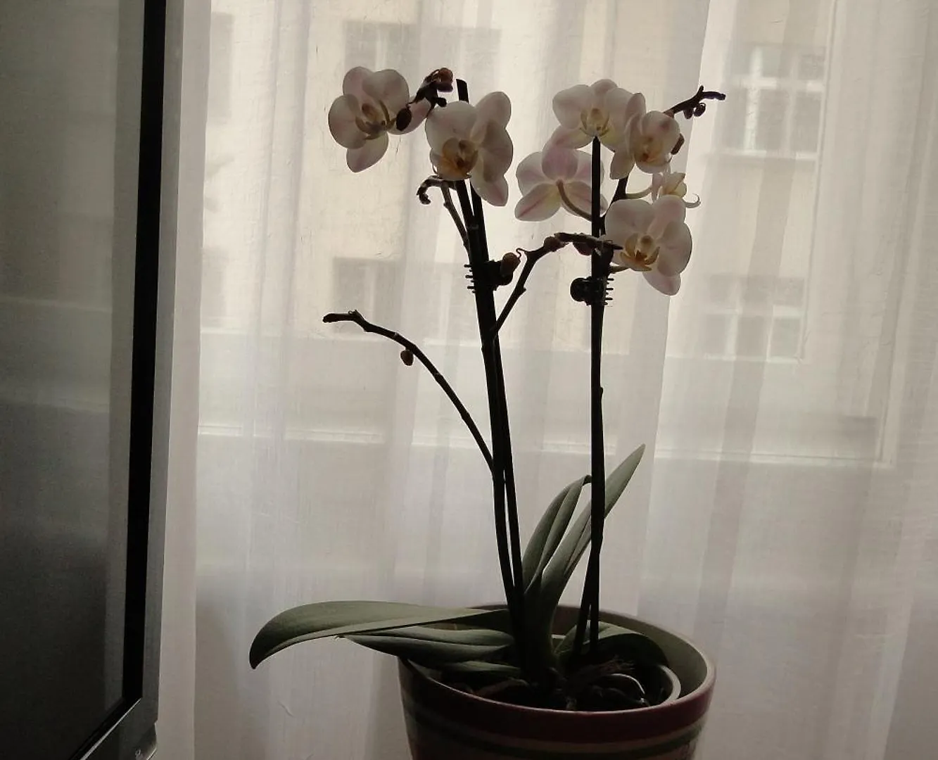 Apartman Brno Stred Appartement